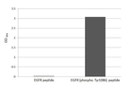 Phospho-EGFR (Tyr1086) Recombinant Rabbit Monoclonal Antibody (HL3284)