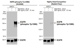 Phospho-EGFR (Tyr1086) Antibody in Western Blot (WB)