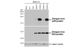 Dengue Virus Type 2 PrM Antibody in Western Blot (WB)