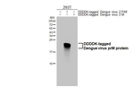 Dengue Virus Type 2 PrM Antibody in Western Blot (WB)