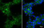 alpha-1a Adrenergic Receptor Antibody in Immunocytochemistry (ICC/IF)