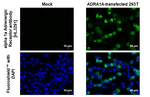 alpha-1a Adrenergic Receptor Recombinant Rabbit Monoclonal Antibody (HL3291)