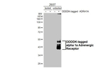 alpha-1a Adrenergic Receptor Antibody in Western Blot (WB)