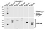 alpha-1a Adrenergic Receptor Antibody in Western Blot (WB)