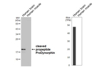 Prodynorphin Antibody in Western Blot (WB)