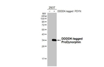 Prodynorphin Antibody in Western Blot (WB)