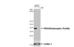Phospho-PRAS40 (Thr246) Antibody in Western Blot (WB)