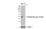 Phospho-PRAS40 (Thr246) Recombinant Rabbit Monoclonal Antibody (HL3298)
