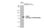 Phospho-RSK3 (Thr356, Ser360) Antibody in Western Blot (WB)