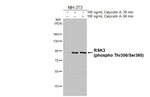 Phospho-RSK3 (Thr356, Ser360) Antibody in Western Blot (WB)