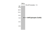 Phospho-SHP2 (Tyr542) Antibody in Western Blot (WB)
