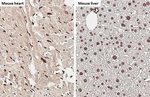 NRF1 Antibody in Immunohistochemistry (Paraffin) (IHC (P))