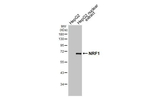 NRF1 Antibody in Western Blot (WB)