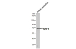 NRF1 Antibody in Western Blot (WB)