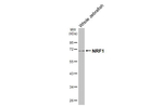NRF1 Antibody in Western Blot (WB)