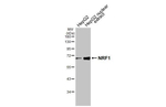 NRF1 Antibody in Western Blot (WB)
