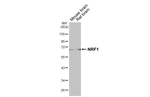 NRF1 Antibody in Western Blot (WB)