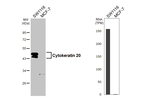 Cytokeratin 20 Antibody in Western Blot (WB)