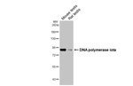 POLI Antibody in Western Blot (WB)