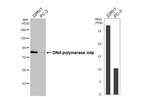 POLI Antibody in Western Blot (WB)