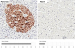 Chromogranin C Recombinant Rabbit Monoclonal Antibody (HL3311)