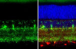 Chromogranin C Antibody in Immunohistochemistry (Paraffin) (IHC (P))