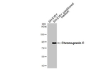 Chromogranin C Antibody in Western Blot (WB)