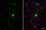GABA Recombinant Rabbit Monoclonal Antibody (HL3314)