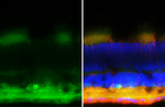 GABA Antibody in Immunohistochemistry (Frozen) (IHC (F))