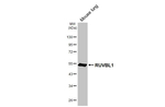 RUVBL1 Antibody in Western Blot (WB)