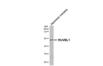 RUVBL1 Antibody in Western Blot (WB)