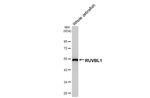 RUVBL1 Antibody in Western Blot (WB)