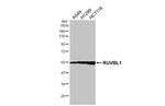RUVBL1 Antibody in Western Blot (WB)
