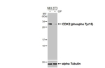 Phospho-CDK2 (Tyr15) Recombinant Rabbit Monoclonal Antibody (HL3327)