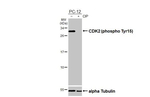 Phospho-CDK2 (Tyr15) Antibody in Western Blot (WB)
