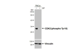 Phospho-CDK2 (Tyr15) Antibody in Western Blot (WB)