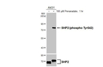 Phospho-SHP2 (Tyr542) Antibody in Western Blot (WB)