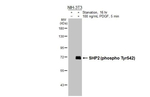 Phospho-SHP2 (Tyr542) Recombinant Rabbit Monoclonal Antibody (HL3334)