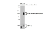 Phospho-p130Cas (Tyr165) Antibody in Western Blot (WB)
