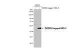 NEIL2 Recombinant Rabbit Monoclonal Antibody (HL3343)
