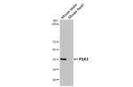 P2X3 Antibody in Western Blot (WB)