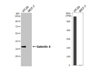 Galectin 4 Antibody in Western Blot (WB)