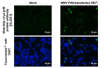 West Nile Virus prM Recombinant Rabbit Monoclonal Antibody (HL3351)