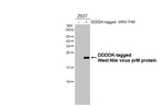 West Nile Virus prM Antibody in Western Blot (WB)