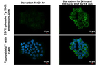 Phospho-EGFR (Tyr1045) Antibody in Immunocytochemistry (ICC/IF)