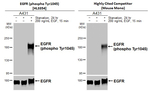 Phospho-EGFR (Tyr1045) Antibody in Western Blot (WB)