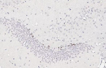 NeuroD1 Antibody in Immunohistochemistry (Paraffin) (IHC (P))