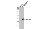 NeuroD1 Antibody in Western Blot (WB)