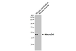 NeuroD1 Antibody in Western Blot (WB)