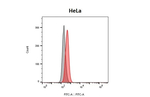 HRH1 Recombinant Rabbit Monoclonal Antibody (HL3357)